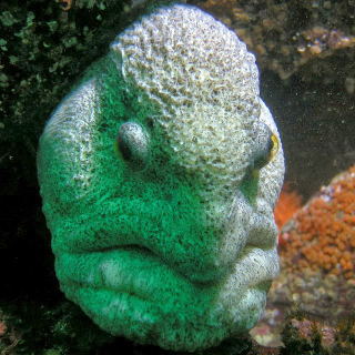 Illustration for article titled The ugliest animal in the world has to be this wolf eel